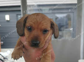 Miniature toy dachshunds puppies for sale