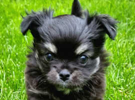 Long haired Chihuahua boy puppy/ Father Russian import