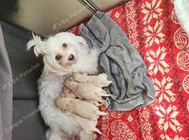 Maltipoo puppies F1