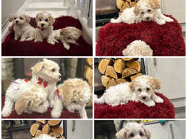 Pure breed KC Registered Bichon frise