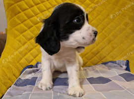 Beautiful letter of Cavapoo , Puppies