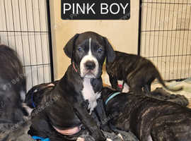 7 BULLMASTIFF PUPPIES