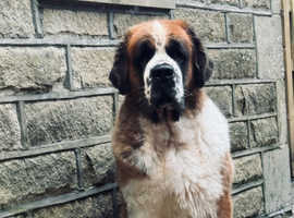 Gorgeous Saint Bernard Adult Female
