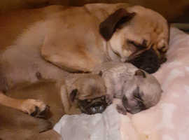 **REDUCED**ONLY 1 GIRL & 1 BOY LEFT.WHY SETTLE FOR FAWN, WHEN YOU CAN HAVE.BEAUTIFUL SILVER AND APRICOT 11 WEEKS OLD