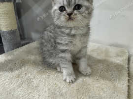 British shorthair female white and silver