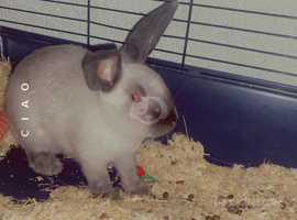 Female 3 month old rabbit open to offers