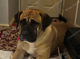 Roxi Presa Canario for sale