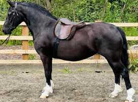 4 year top class mare
