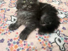 Gccf Registered Maine Coon Girl