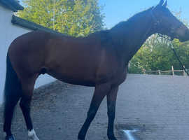 9 yo Irish TB