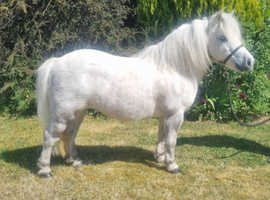 Adorable unregistered miniature Shetland mare