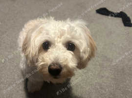 Bichon frise cross Maltese