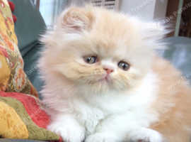 Exotic male kittens