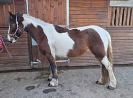PROJECT!! Rosie 14.3hh skewbald mare