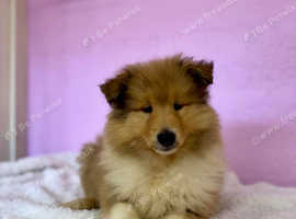 KC registered sable and white puppy