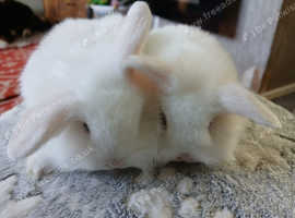 Stunning BEW Lion lop baby rabbits