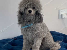 KC REGISTERED SILVER MINIATURE POODLE