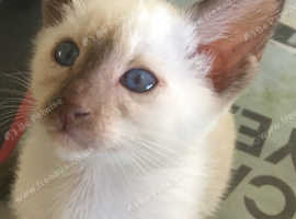 Rare stunning Traditional Siamese kittens