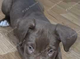 North American mastiff x