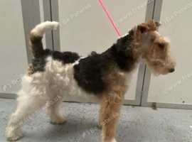 Wire Haired fox terrier AT STUD ONLY. 1 year old KC reg