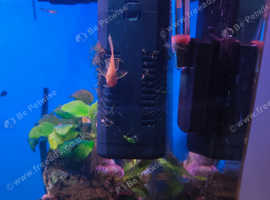 Long fin albino bristlenose pleco