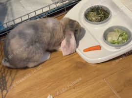 5 month old female giant lop
