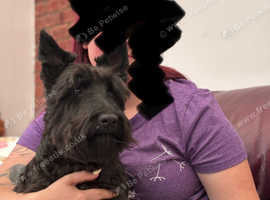 Scottish Terrier X West Highland Terrier Puppies