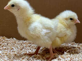 Female hybrid chicks, coloured egg layers