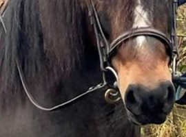 Lovely bay gelding, dartmoor x?