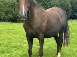 Beautiful Welsh project pony