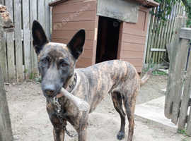 Belgian Malinois X Dutch Shepherd