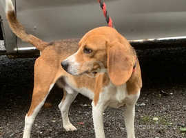 Beagle looking for a new home
