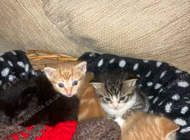 Beautiful Male Kittens In Redruth On Freeads Classifieds - Mixed Breed 