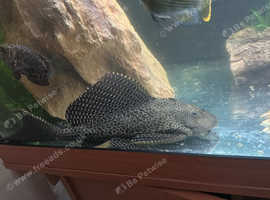LARGE common placo