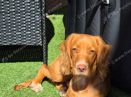 7 mouth old cocker spaniel