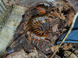 Red head centipede