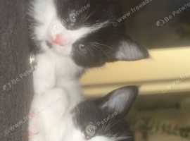 Maine coon cross kittens for sale