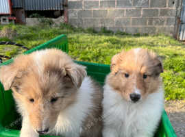 Rough collie puppies