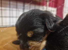 Yorkies up for adoption best sale near me