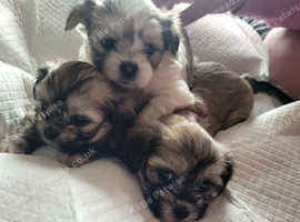 Puppies