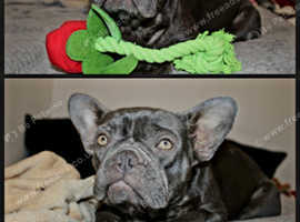 3 year old French bulldog female spayed