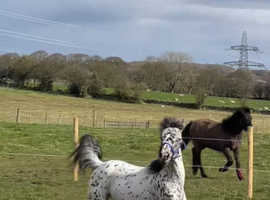 Stunning Appaloosa x colt