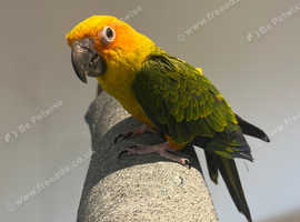 Baby Stunning Sun Conure Parrot,12