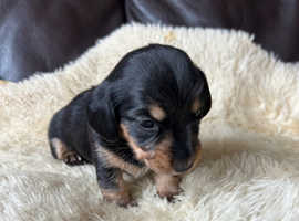 Miniature jack Russell x Miniature Dachshund pups