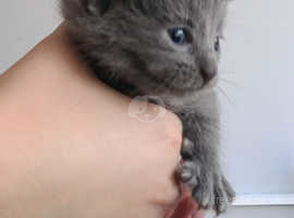Grey male kitten available in September