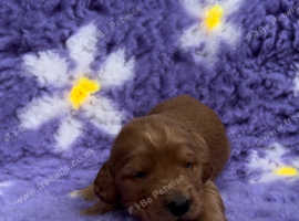 Irish doodle pups