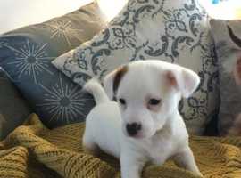 Jack Russell puppies ready soon