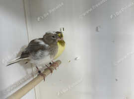 Fife canary