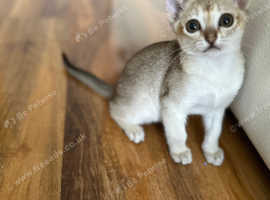 Singapura kittens