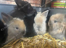 Angora rabbits x9